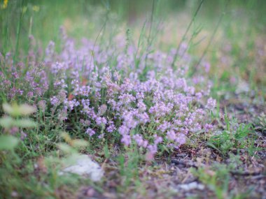 harika mor çiçekler
