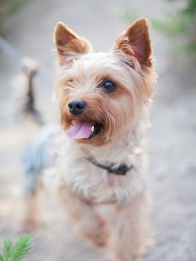 küçük köpek korkunç 