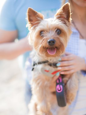 küçük köpek korkunç 