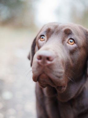 güzel çikolata köpek
