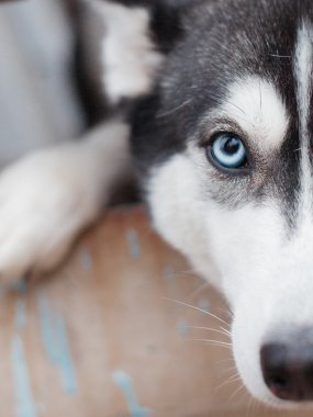Mavi gözlü husky