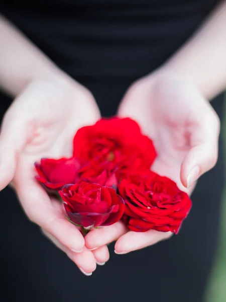 rose flower in hands
