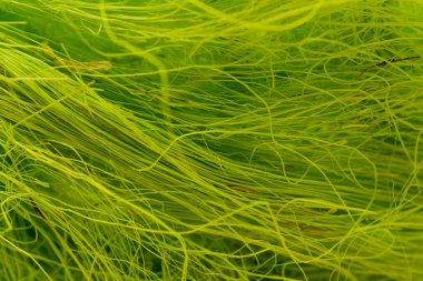 Yeşil tuval dokusu arka plan.