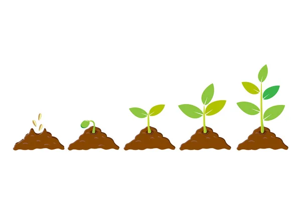 Βλαστάρι φύτευσης σπόρων στο έδαφος. Infographic ακολουθία μεγαλώνουν δενδρύλλιο. Σπορόφυτο κηπουρικής δέντρο. Εικονίδιο, επίπεδη απομονώνονται σε λευκό φόντο. Διάνυσμα — Διανυσματικό Αρχείο
