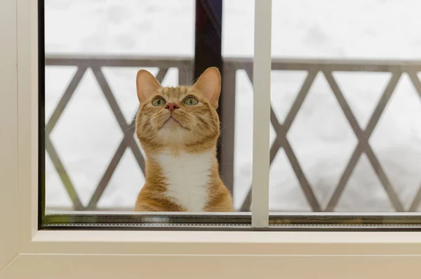 看着窗外的红色小猫 — 图库照片