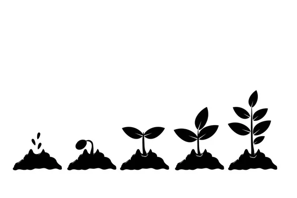 Plantarea semințelor încolțește în pământ. Secvența infografică crește puieți. Răsaduri copac grădinărit. Icoană, izolată pe fundal alb. Vector — Vector de stoc