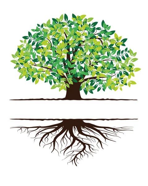 Groene boom silhouet. Geïsoleerd op witte achtergrond. Vector — Stockvector