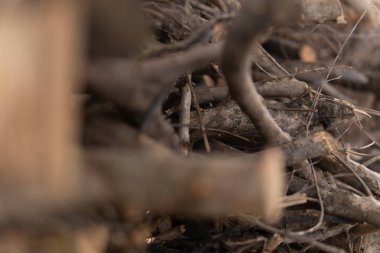 Yunanlıların şöminesinde kullanılmak üzere zeytin ağacı