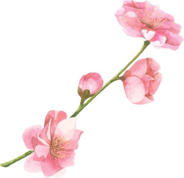 Suluboya kiraz çiçeği. El çizmek kiraz çiçeği sakura şube ve çiçekler.