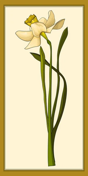 Narcisos, imágenes vectoriales de colores. ilustración dibujada a mano — Vector de stock