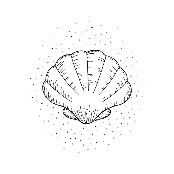 Ilustraciones vectoriales dibujadas a mano de conchas marinas . — Vector de stock