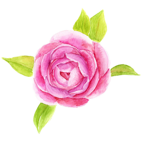 Hand drawn Rose flower watercolor illustration. FLower decorative composition.