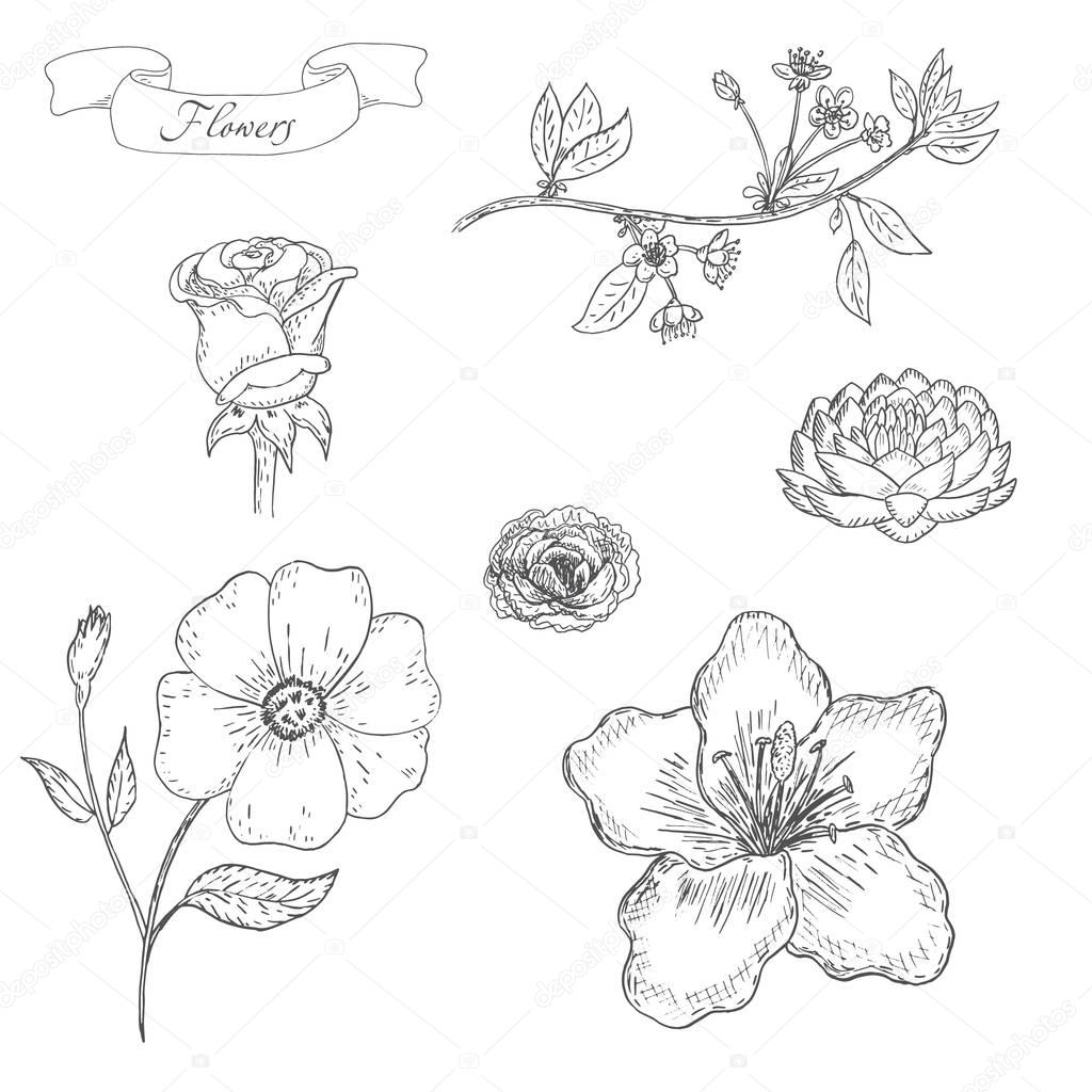 Hand drawn sketch Flower set . Flower background. Hand drawn Vintage vector illustration.