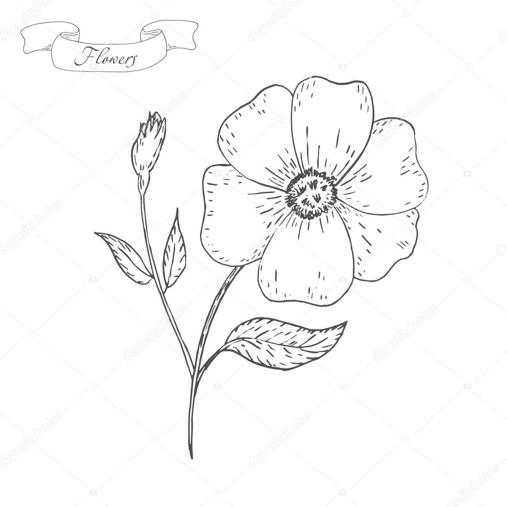 Vintage Flower sketch. Flower background. Hand drawn card vector illustration.