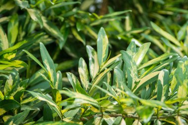 Bahçe kroton yaprakları