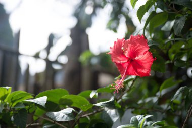 Hibiscus çiçek closeup görünümü