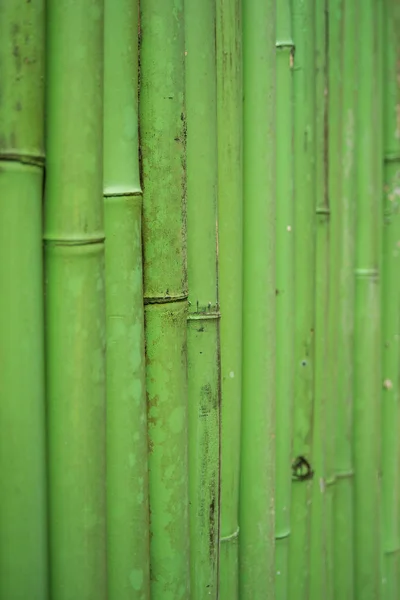 Fondo de textura de árbol de bambú — Foto de Stock