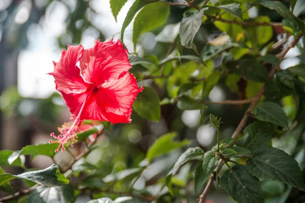 Hibiscus çiçek closeup görünümü