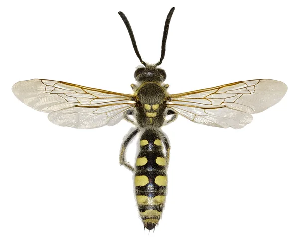 Mamutí Wasp na bílém pozadí - Colpa sexmaculata (Fabricius, 1781) — Stock fotografie