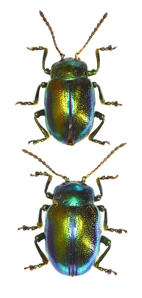 Ölü-ısırgan yaprak böceği - Chrysolina fastuosa (Scopoli, 1763)