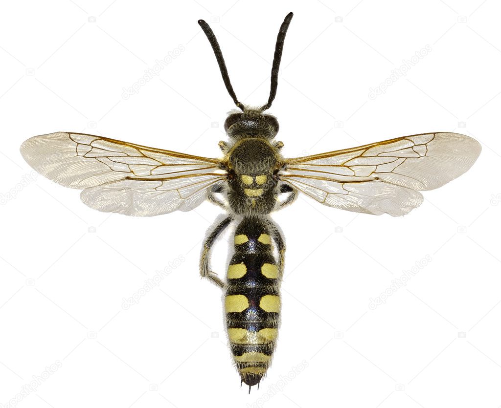 Mammoth Wasp on white Background  -  Colpa sexmaculata  (Fabricius, 1781)