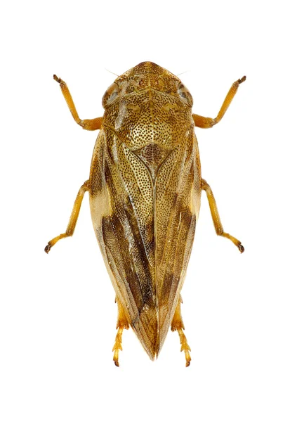 Луговий Froghopper на білому тлі - Philaenus spumarius (Лінней, 1758) — стокове фото