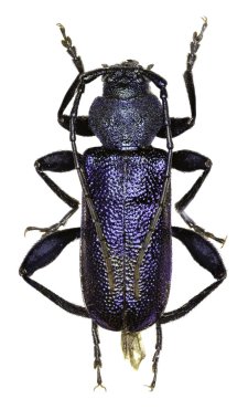 Menekşe Longhorn böceği beyaz arka planda - Callidium violaceum (Linnaeus 1758)