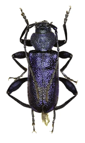 Violet boktorren op witte achtergrond - Callidium violaceum (Linnaeus, 1758) — Stockfoto