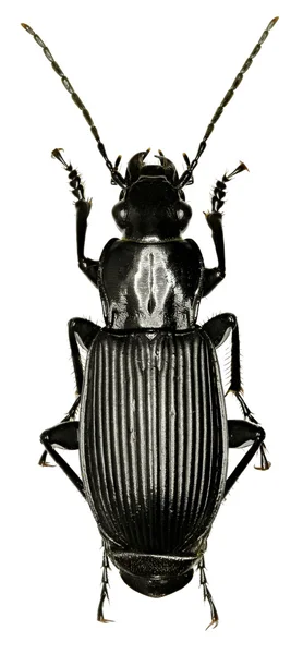 Svart marken Beetle på vit bakgrund - Pterostichus (Platysma) niger (Schaller, 1783) — Stockfoto