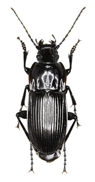 Parallell-sidig marken Beetle på vit bakgrund - Abax parallelepipedus (Piller och Mitterpacher, 1783) — Stockfoto