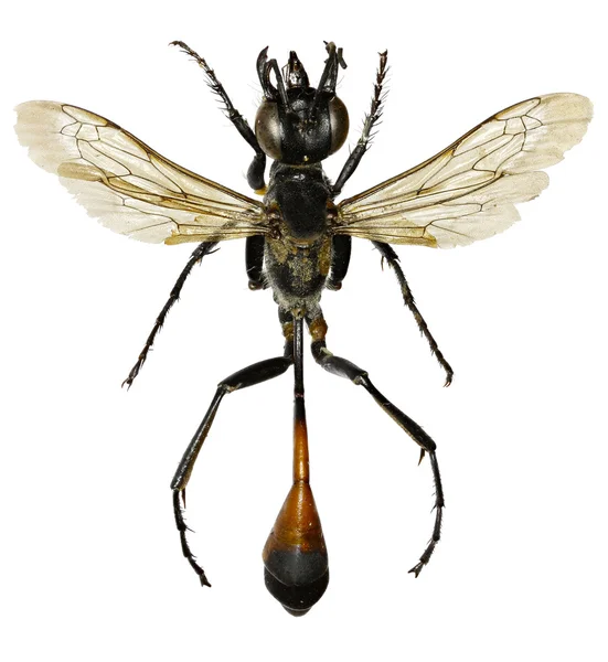 Guêpe de sable à bandes rouges sur fond blanc - Ammophila sabulosa (Linné, 1758 ) — Photo