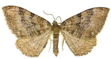  Beyaz arka planda - Hydria cervinalis (Scopoli, 1763 kıt doku)