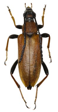  Kırmızı Longhorn böceği beyaz arka planda - Stictoleptura rubra (Linnaeus, 1758)