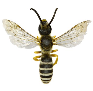 Büyük bantlı karık arı beyaz arka planda - Halictus scabiosae (Rossi, 1790)