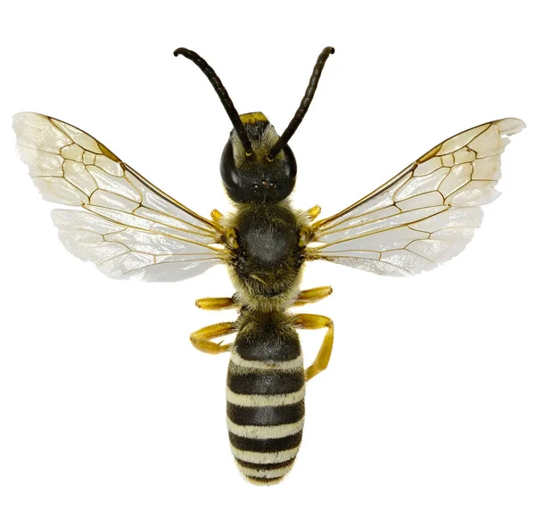 Banded wielki bruzdy Bee, na białym tle - Halictus scabiosae (Rossi, 1790) — Zdjęcie stockowe