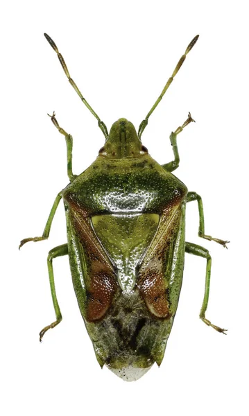 Escudo de enebro Bug sobre fondo blanco - Cyphostethus tristriatus (Fabricius, 1787 ) — Foto de Stock