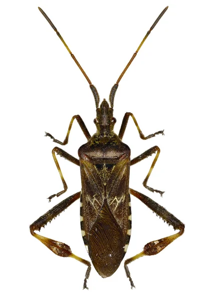 Western Conifer zaad Bug op witte achtergrond - Leptoglossus occidentalis (Heidemann, 1910) — Stockfoto