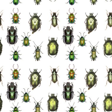 Yeşil altın - belirleme yeşil böcekleri