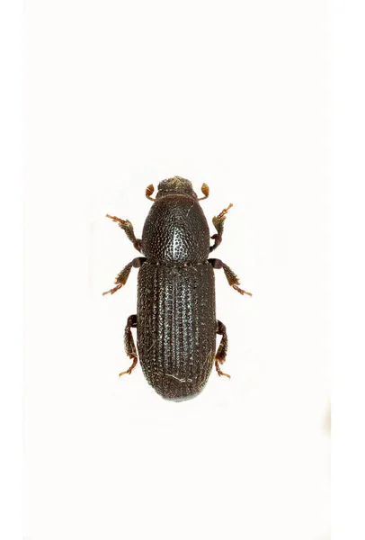 Bark Beetle on white Background - Hylastes cunicularius (Erichson, 1836)) — стокове фото