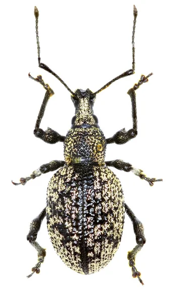 Weevil Otiorhynchus corruptor su sfondo bianco - Otiorhynchus corruptor (Host, 1789 ) — Foto Stock