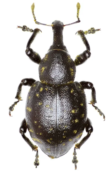 Snout Beetle Liparus sobre fundo branco - Liparus germanus (Linnaeus, 1758 ) — Fotografia de Stock