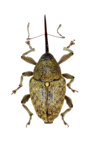 Meşe palamudu Weevil beyaz arka plan - Curculio glandium (Marsham, 1802 tarihinde)