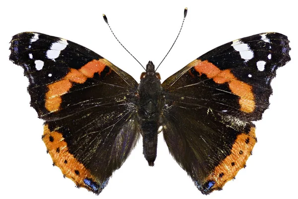 Kırmızı Amiral beyaz arka planda - Vanessa atalanta (Linnaeus, 1758) — Stok fotoğraf