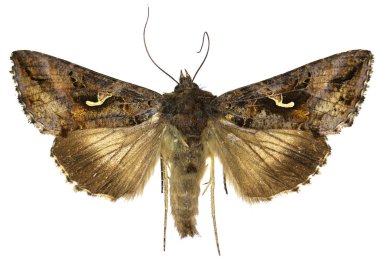 The Silver Y on white Background  -  Autographa gamma  (Linnaeus, 1758) clipart