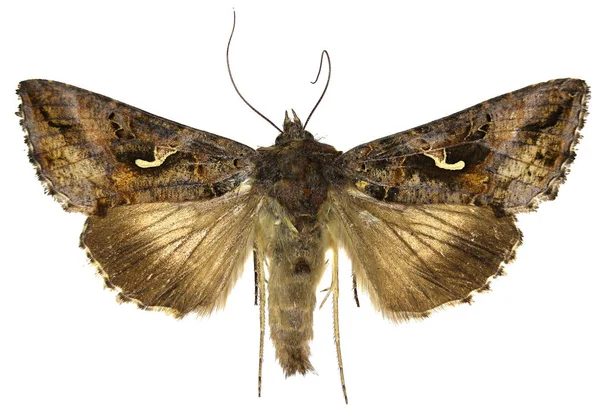 Beyaz arka planda - Autographa gama (Linnaeus, 1758 gümüş Y)