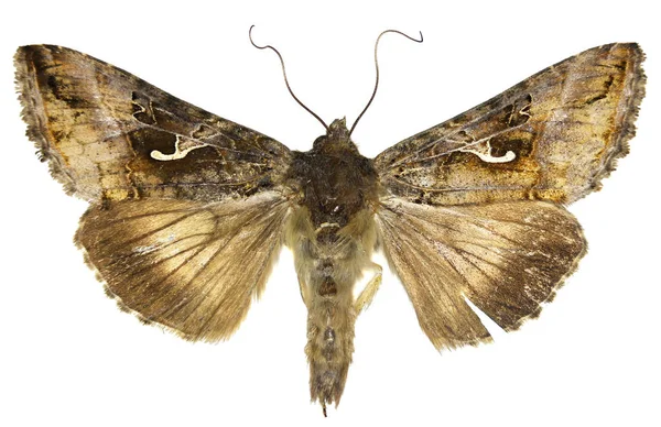 Das silberne y auf weißem Hintergrund - autographa gamma (linnaeus, 1758) — Stockfoto