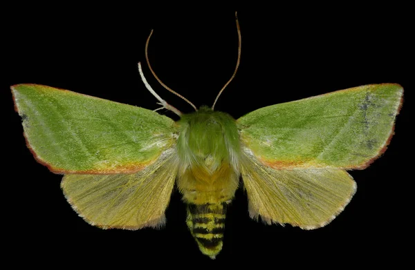 Grüne Silberstriche auf schwarzem Hintergrund - pseudoips prasinana (linnaeus, 1758) — Stockfoto