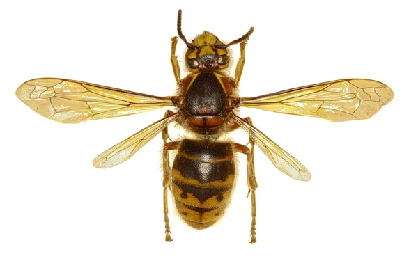 Median Wasp on white Background  -  Dolichovespula media (Retzius,1783) — Stock Photo, Image