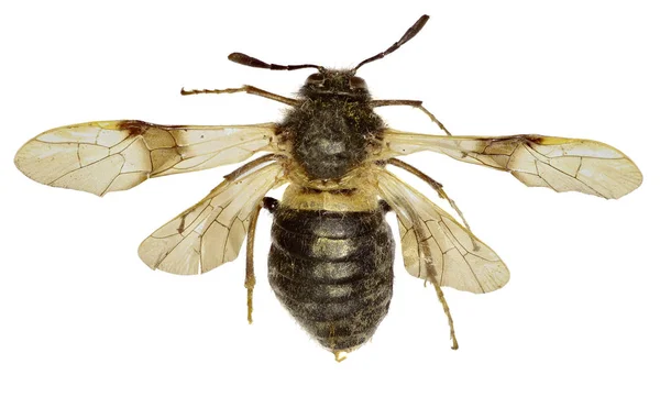 Honeysuckle sawfly Abia em fundo branco - Abia fasciata (Linnaeus, 1758 ) — Fotografia de Stock