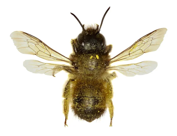 Kırmızı Mason arı beyaz arka planda - Osmia bicornis (Linnaeus, 1758) 
